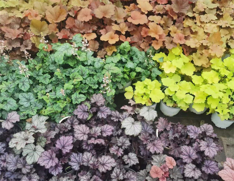 花卉苗木供應